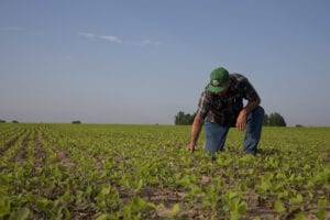 Farmer in soybean field