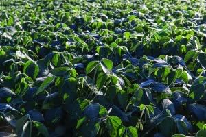 Maryland Soybeans